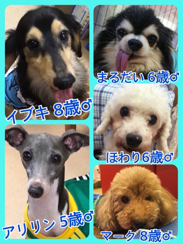 🐾今日２２日はニャンニャンの日🐱今日の里親様募集中ワンコ🐶メンバーです🐾2019,8,22